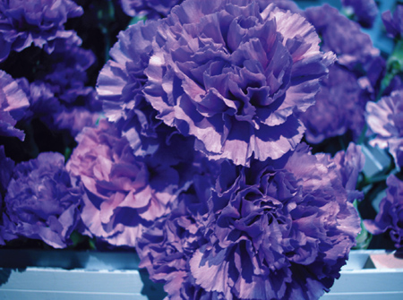 Blue Carnation